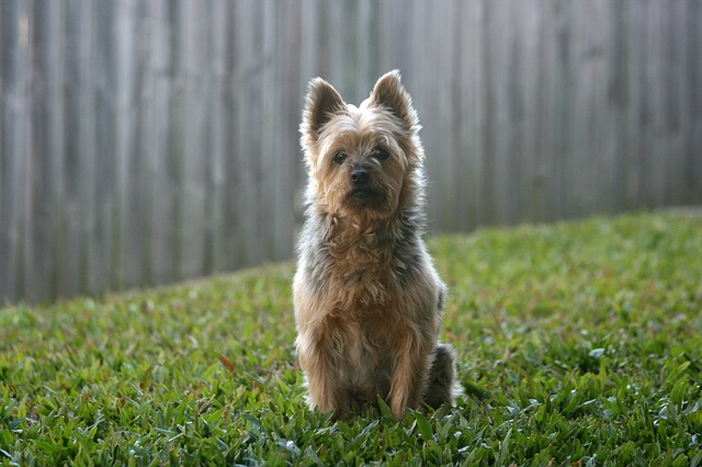 Lawn Care Experts