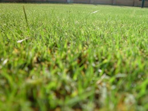Lawn Mowing Specialists