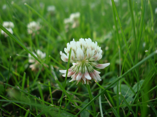 Fertilizer and Weed Control Experts